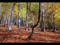 zizkova.wmv