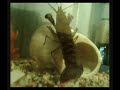 Here Comes The Crayfish