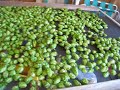 Homegrown Hop Harvest 2008