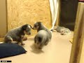 http://www.australiandog.at