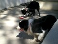 Quarter Circle 7P Border Collies