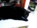 Black CAT-Mui Mui
