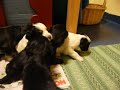 A video from the puppy corner at Storälvens kennel. 8 livley 3 weeks old puppies after Ch Navsposh Lord Marcus at Dollypeg and Storälvens Larissa.