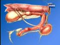 Vet Tv - Renal  1