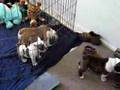 Bulldog Puppies Playing