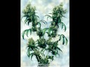 roll it up light it up smoke it up roll it up light it up smoke it up