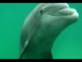 Promocional delphinus