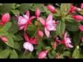 videos de Canciones ineditas - MARIPOSA DE MICHOACAN