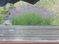Regen Regen