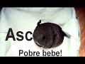 ASCO
