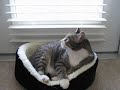 sweet, adoptable cat in Marblehead, Massachusetts