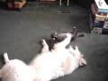 videos de Bogart & Diesel