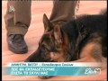 Πως θα εκπαιδεύσουμε σωστά το σκυλί μας - Ελένη