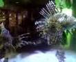 Lion-Fish-2007091909