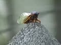 Magic Cicada Invasion 2007! (part 2 of 2)
