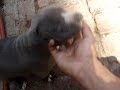 BLUE NOSE PiTS. BLUE NOSE PiTS.
