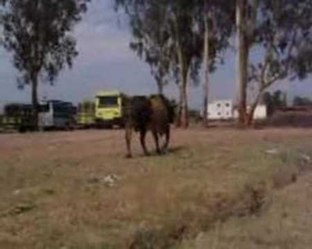 Everyday life in Chandigarh, part 1 of 2