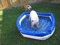 Marley and Gus \"pool time\"