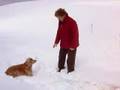 il mio cane ama la neve my dog loves the snow