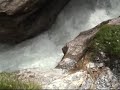 roselauischlucht