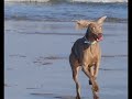 Max the Weimaraner
