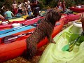 perro de agua español-Descenso del río Sella con amigos.