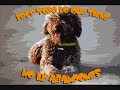 perro de agua español-Descenso del río Sella con amigos.