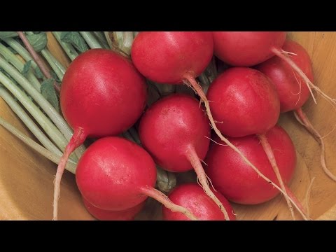 how to replant radishes
