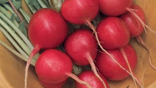 Growing Radishes