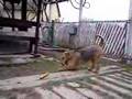 Airedale Terrier video