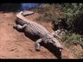 Interior Crocodile Alligator FULL SONG!!!!!
