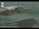 Steve Irwins final pictures and video