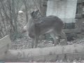 deer in my backyard!