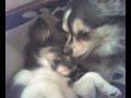 gizmo leckt sein baby gizmo leckt sein baby