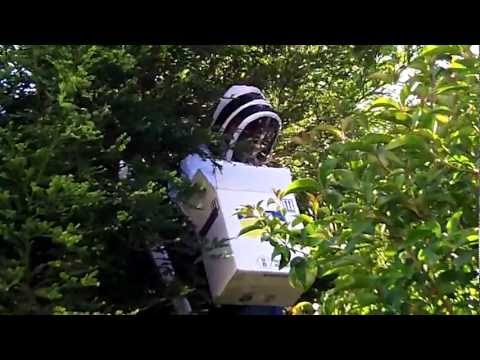 how to fertilize almond trees