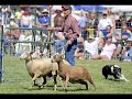 Sheepdog Trials