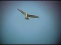 Red-tailed Hawks - Kiting near Heber, UT