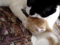 Room-Mate 2  (=^..^=)
