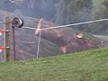high explosives in a tree