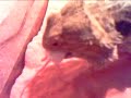 Bearded Dragon Kills Mouse [ITS A HARSH DEATH]