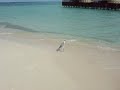 Maayafushi Heron Watching