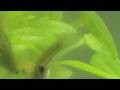 Are my guppies pregnant?