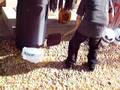 videos de halloween squirrel