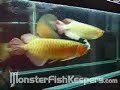 Arowana feeding by Yo-Zuri - monsterfishkeepers.com Arowana feeding by Yo-Zuri - monsterfishkeepers.com