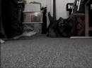 Smooshy Fetches Smooshy Fetches