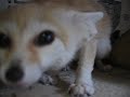 Fennec fox that gets angry at camera Fennec fox that gets angry at camera