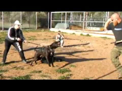 presa canario
