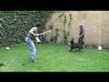 Pastor Holandes, Dutch Shepherd Faruk