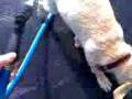videos de Spraying Oden with the hose while washing my car, sept 08.3gp