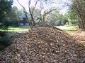 Jumping Into Leaves